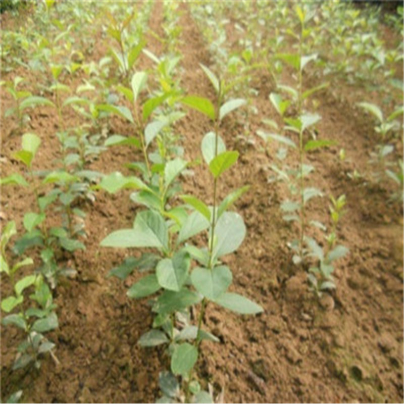 青岛流苏种植/临沂油根子种植