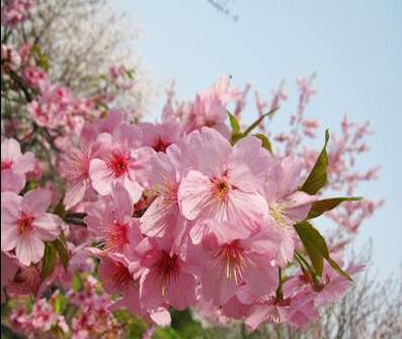 山東櫻花種植基地/新華苗木基地