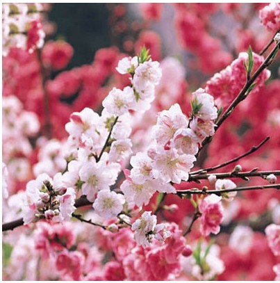 山东樱花供应基地