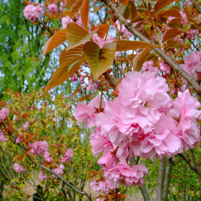 山東櫻花/新華苗木