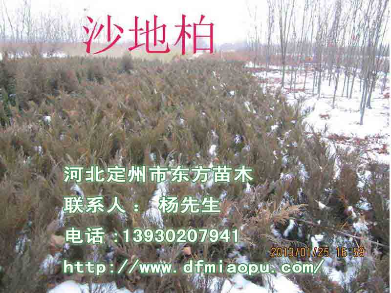 金葉復葉槭批發-河北定州市東方苗木