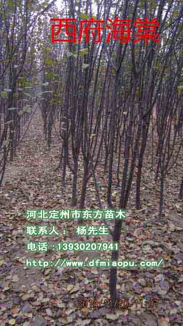 玉簪廠家