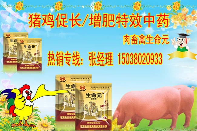蛋雞產(chǎn)蛋高峰期時應(yīng)注意哪些問題