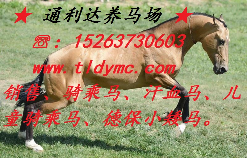 騎乘馬價(jià)格 目前騎乘馬養(yǎng)馬場(chǎng) 山東通利達(dá)養(yǎng)馬場(chǎng)原始圖片3