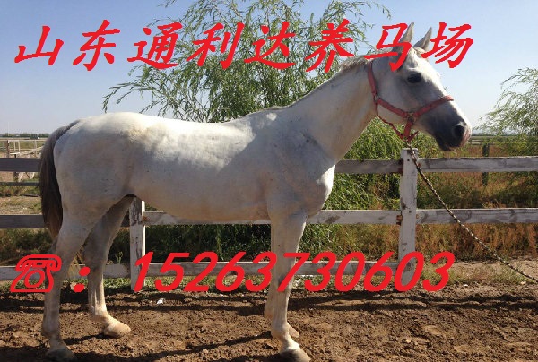 低價出售汗血馬 騎乘馬 蒙古馬 伊犁馬 騎乘馬價格