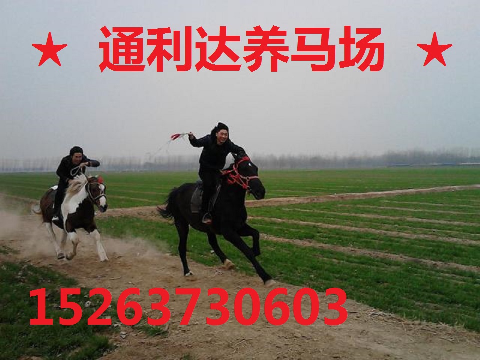 山東養馬場常年出售各種棗紅色曲紅色棕黑色的騎乘馬