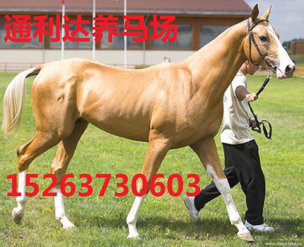 伊犁馬價格  騎乘馬價格  蒙古馬價格  小馬駒 山東養(yǎng)馬場原始圖片2