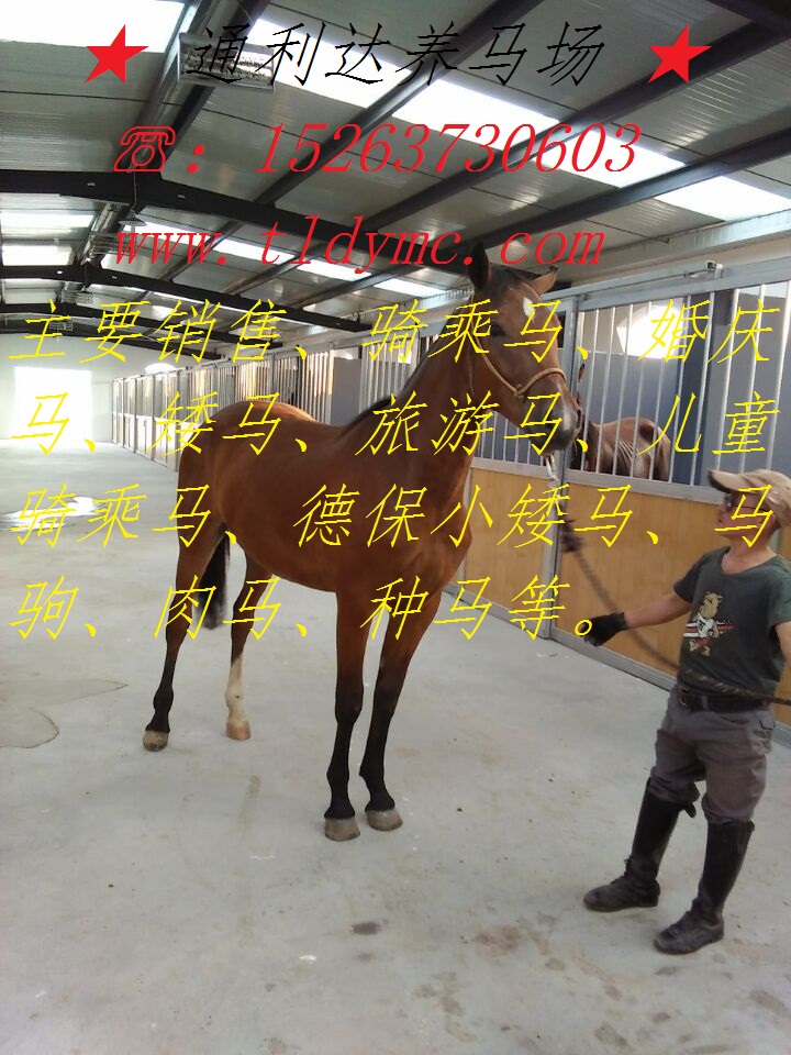 伊犁馬價格  騎乘馬價格  蒙古馬價格  小馬駒 山東養(yǎng)馬場原始圖片3