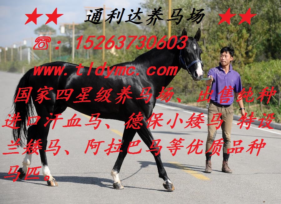 山東養(yǎng)馬場(chǎng) 馬匹出售 通利達(dá)養(yǎng)馬場(chǎng) 騎乘馬 蒙古馬 汗血馬原始圖片2