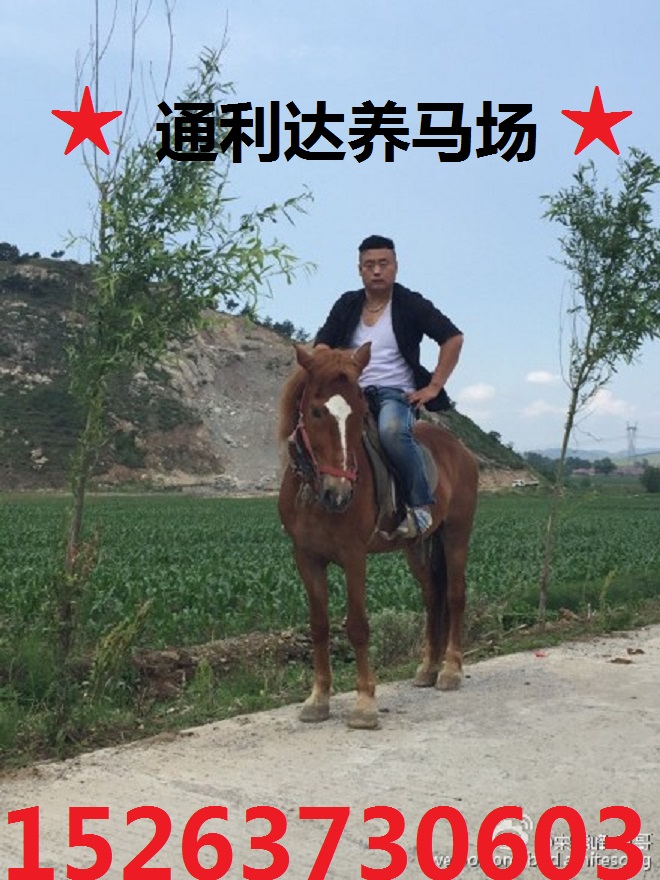 推薦冬? 天養(yǎng)馬的知識 山東通利達(dá)養(yǎng)馬場提供養(yǎng)馬知識原始圖片2