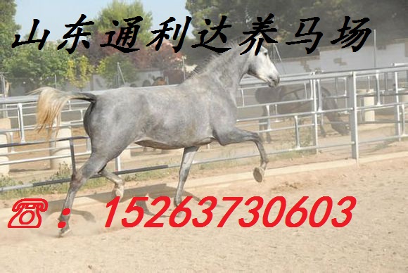 推薦冬? 天養(yǎng)馬的知識 山東通利達(dá)養(yǎng)馬場提供養(yǎng)馬知識原始圖片3
