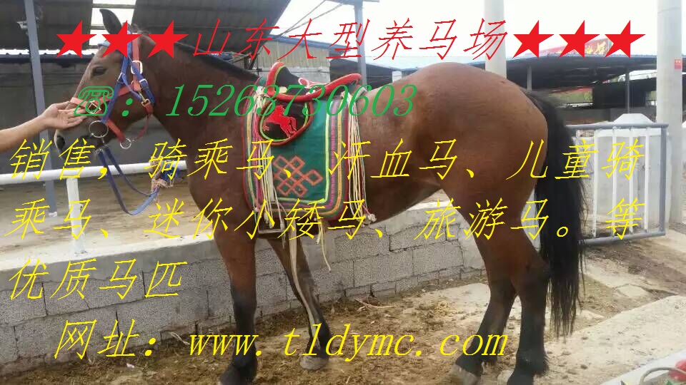 用于各大影視地區(qū)的馬匹  山東通利達(dá)養(yǎng)馬場原始圖片2