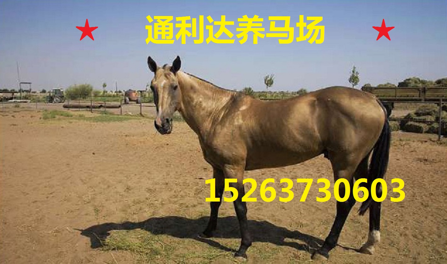 用于各大影視地區(qū)的馬匹  山東通利達(dá)養(yǎng)馬場原始圖片3