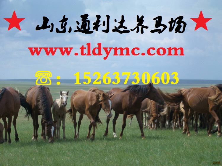 大型養馬場 山東通利達養馬場 養馬戶 山東養馬合作社