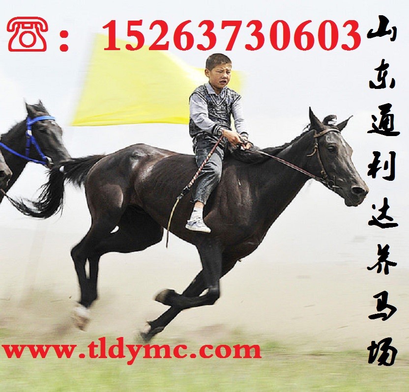 青海養馬場 山東通利達養馬場原始圖片3