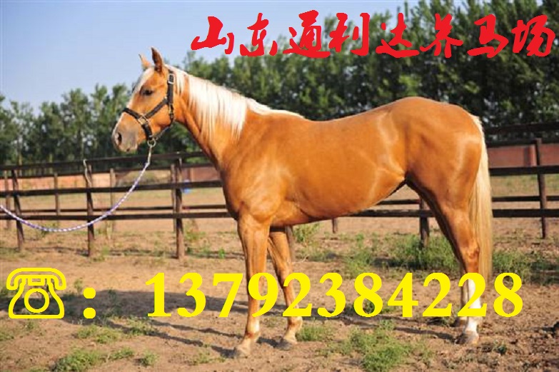 買馬認(rèn)準(zhǔn)山東通利達(dá)養(yǎng)馬場 大型養(yǎng)馬場 養(yǎng)馬基地