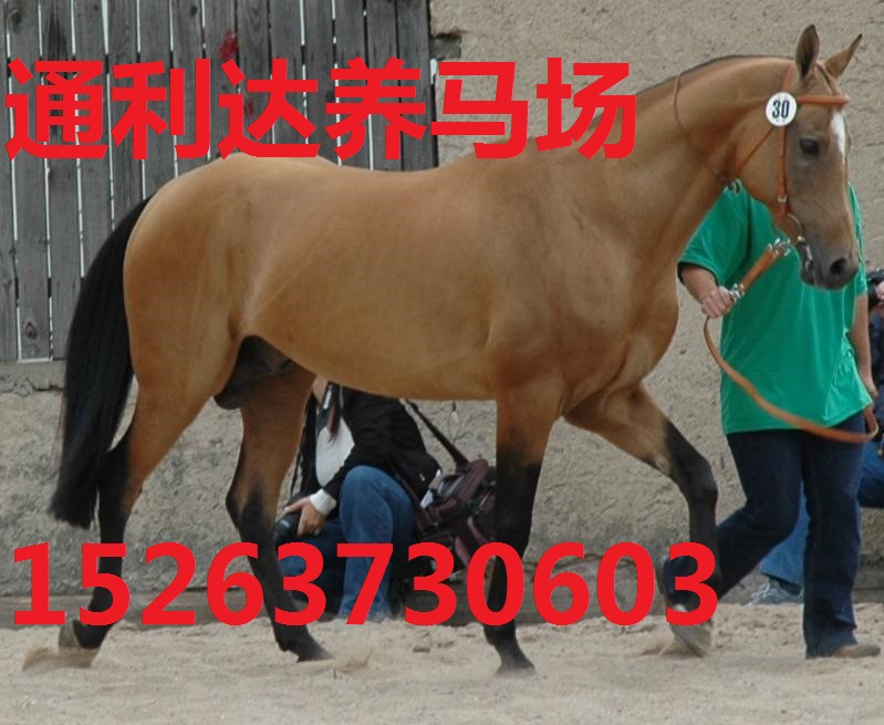 買馬認(rèn)準(zhǔn)山東通利達(dá)養(yǎng)馬場 大型養(yǎng)馬場 養(yǎng)馬基地