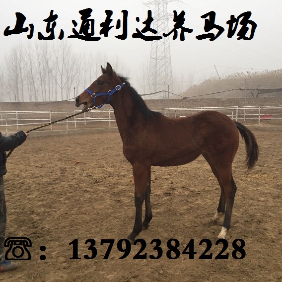 提供各種馬匹的小馬駒苗 原始圖片2