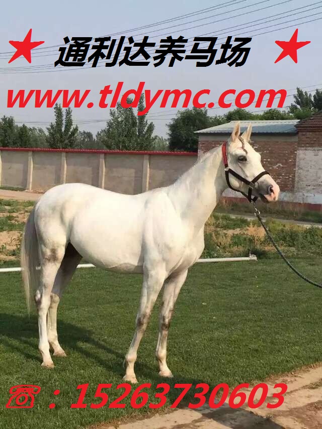 提供各種馬匹的小馬駒苗 原始圖片3