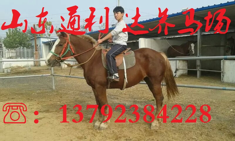 出售馬匹 山東通利達養(yǎng)馬場原始圖片2