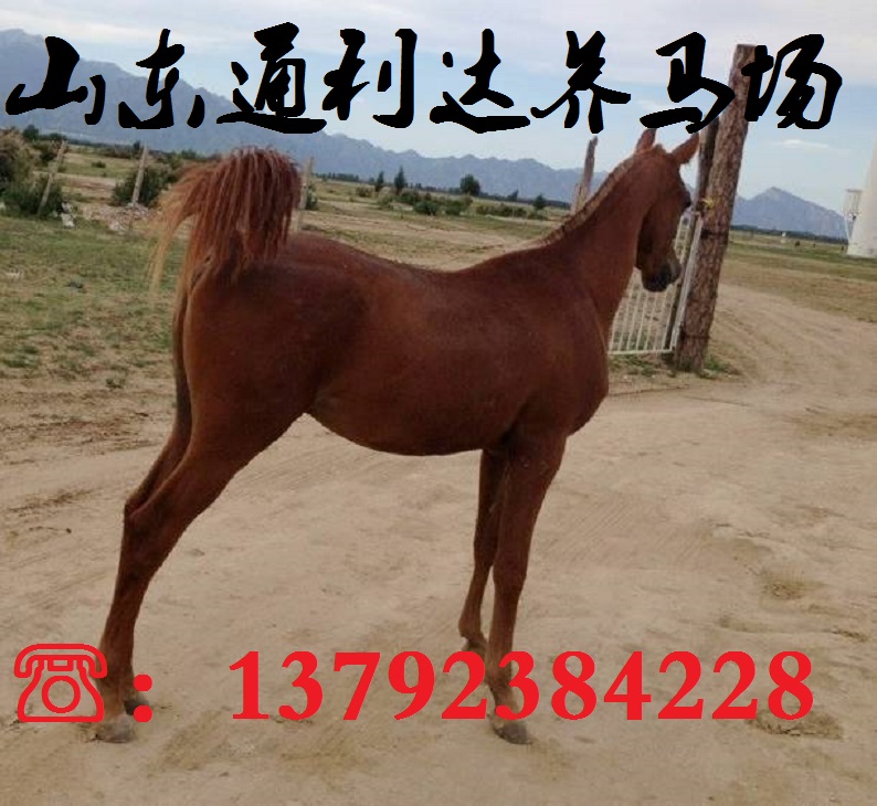 出售馬匹 山東通利達養(yǎng)馬場原始圖片3