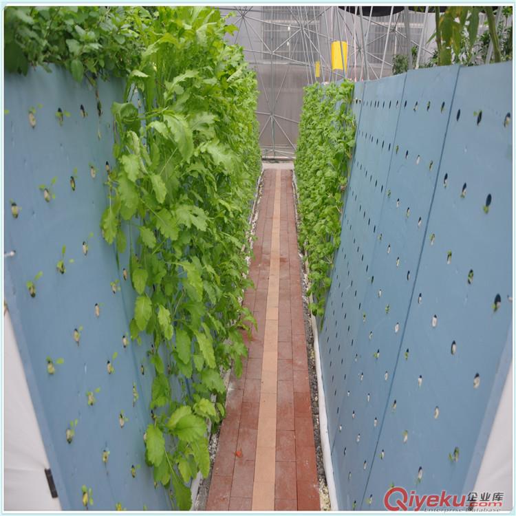蔬菜種植基地專業(yè)無(wú)土栽培育苗用帶凹洞定植海綿陽(yáng)臺(tái)種菜水培水耕 原始圖片3