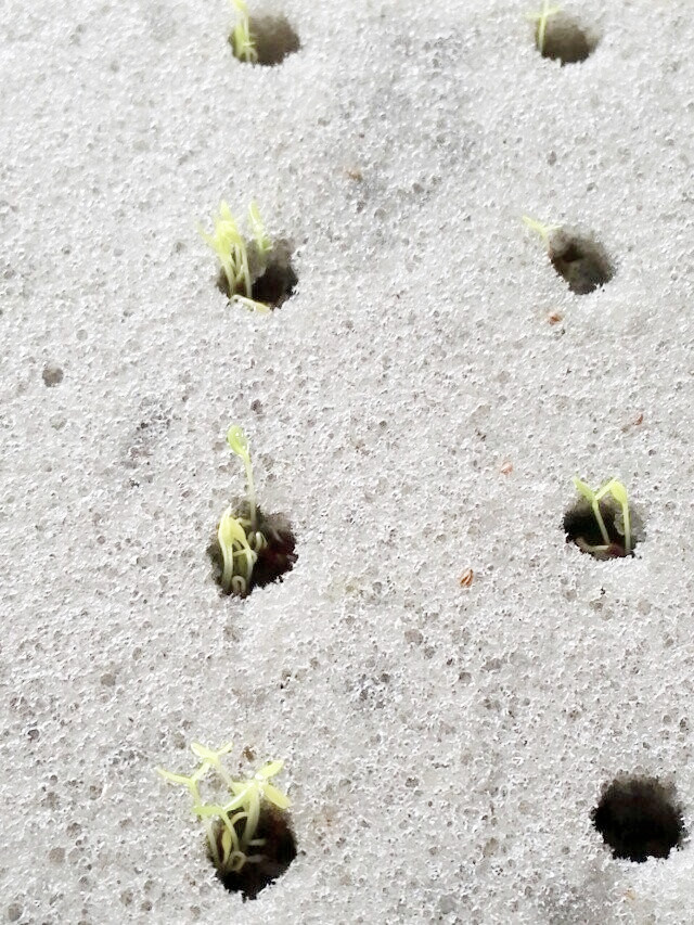 自帶營養液霧培海綿原始圖片2