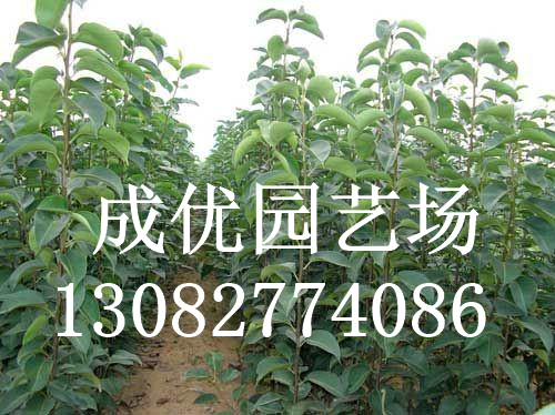 梨樹苗批發價格/成優園藝場
