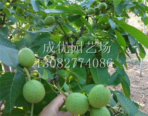 早實核桃苗價格/成優園藝場