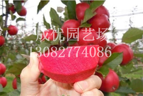 5公分蘋果樹苗價格/成優(yōu)園藝場