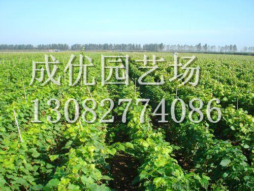 泰安葡萄苗價格/成優園藝場