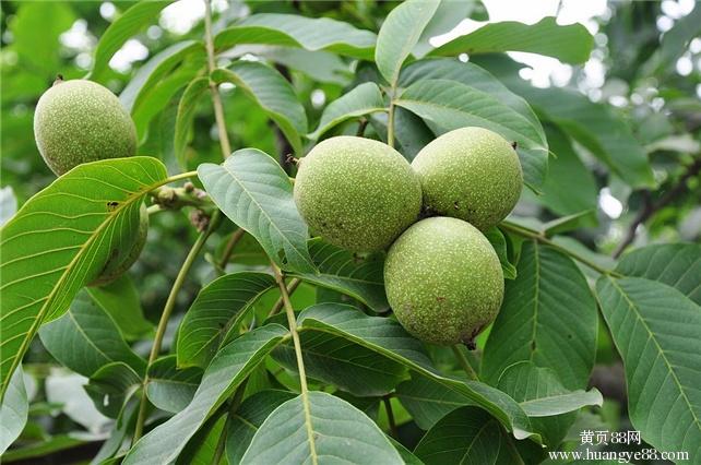 泰山核桃苗批發(fā)/圣和園藝場