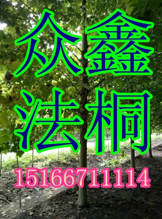 9公分法桐+11公分法桐+13公分速生法桐樹(shù)上車(chē)價(jià)1元