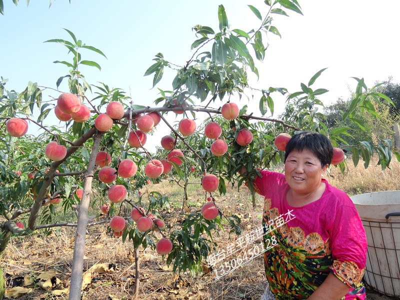 供應采摘鮮食毛桃新品種  離核紅寒露蜜桃苗