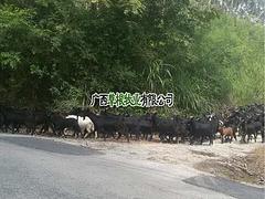 口碑好的黑山羊種羊市場價格 廣西黑山羊種羊供銷