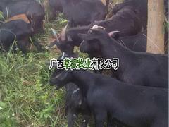 要買價(jià)格優(yōu)惠的隆林黑山羊，草根牧業(yè)是besz：廣西隆林黑山羊