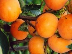 供應龍須棗樹 想要超值的龍須棗樹就來崇家果樹苗木