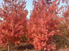 供應(yīng)北美紅楓“十月光輝”_山東口碑好的北美紅楓“十月光輝”供應(yīng)商是哪家