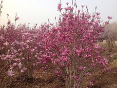 山東秋日夢幻推薦，易種植的秋日夢幻