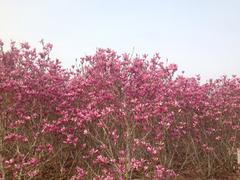 大量出售優(yōu)質北美玉蘭|北美玉蘭種植基地