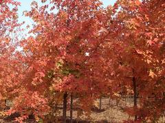 暢銷(xiāo)的秋日夢(mèng)幻紅楓出售，易種植的秋日夢(mèng)幻紅楓