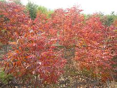 哪里能買到成活率高的秋日夢幻紅楓——秋日夢幻紅楓種植基地