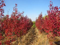 哪里種植北美紅楓：大量出售優(yōu)質(zhì)北美紅楓