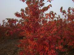 山東北美紅楓“秋日夢幻”，供應(yīng)山東易成活的北美紅楓秋日夢幻