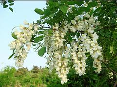 桂花樹基地 想要好的廣西桂花樹就來建華林苗木