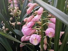 口碑好的麗格海棠當(dāng)選廣華園藝_錦州麗格海棠