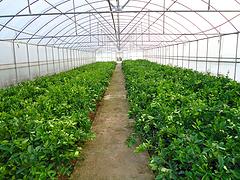 玻璃溫室大棚價格范圍 天等玻璃溫室大棚