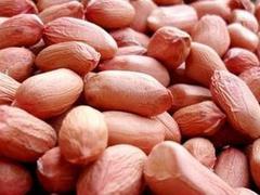 許昌銷量好的玉米批發|襄城玉米收購