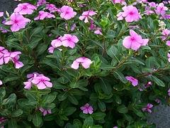高品質草花種植基地在哪里有供應——草花種植哪里賣