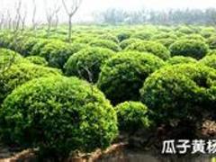 山東草花種植基地哪家名聲好|萬壽菊批發(fā)